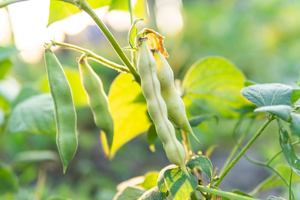 ソラマメの病害虫対策